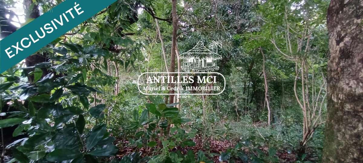 Photo 2 - Terrain à RIVIERE-SALEE