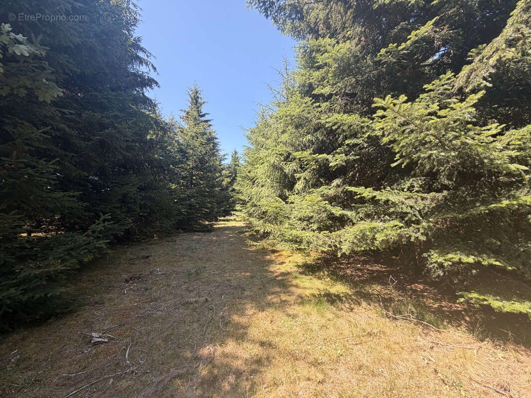 Ferme isolée sur 1 hectare à Devesset - photo 11