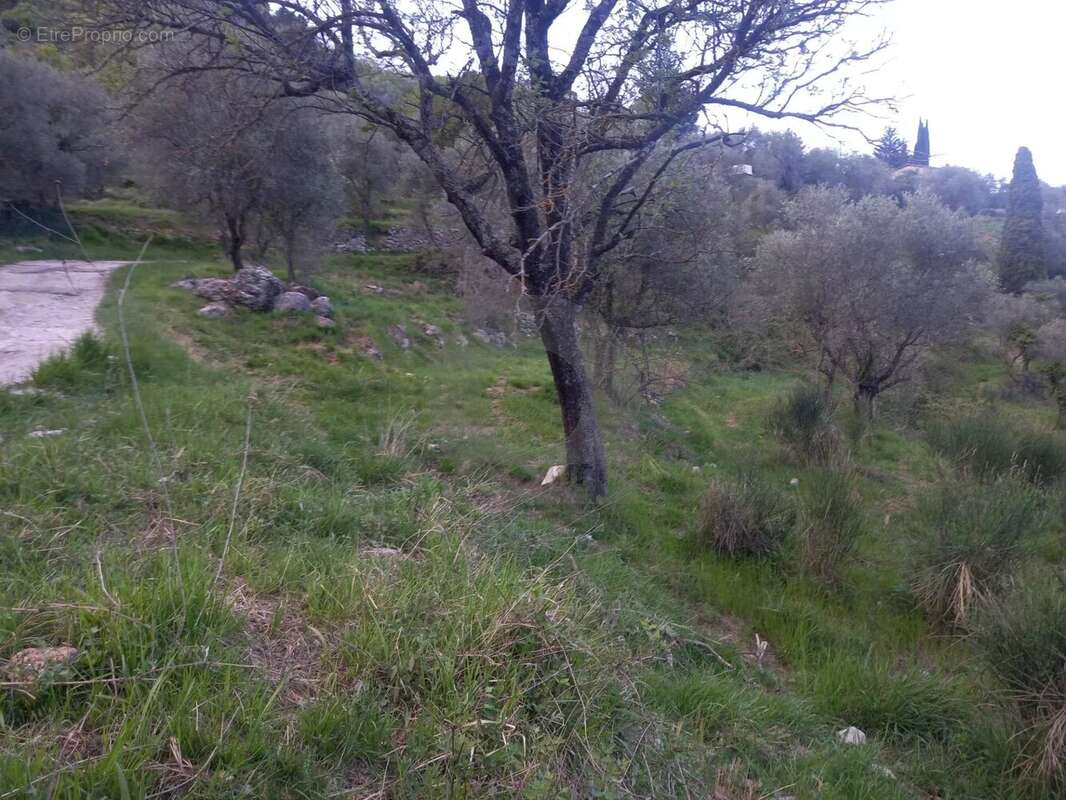 Grand terrain d'agrément - photo 3