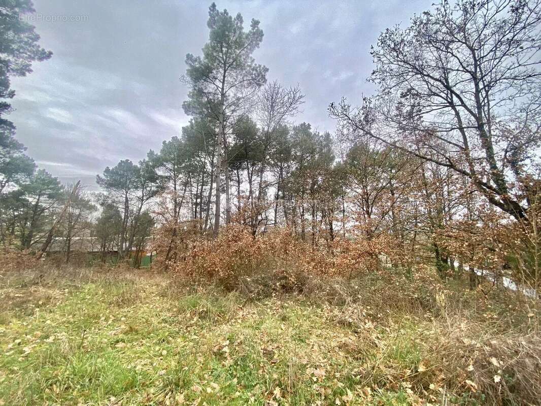 Terrain à MONTANS