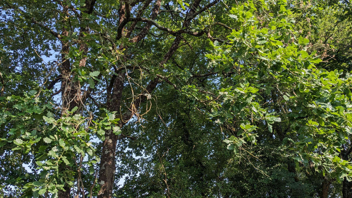 Terrain à USSON-DU-POITOU
