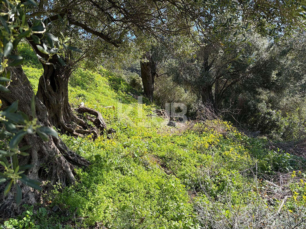 Terrain à PATRIMONIO