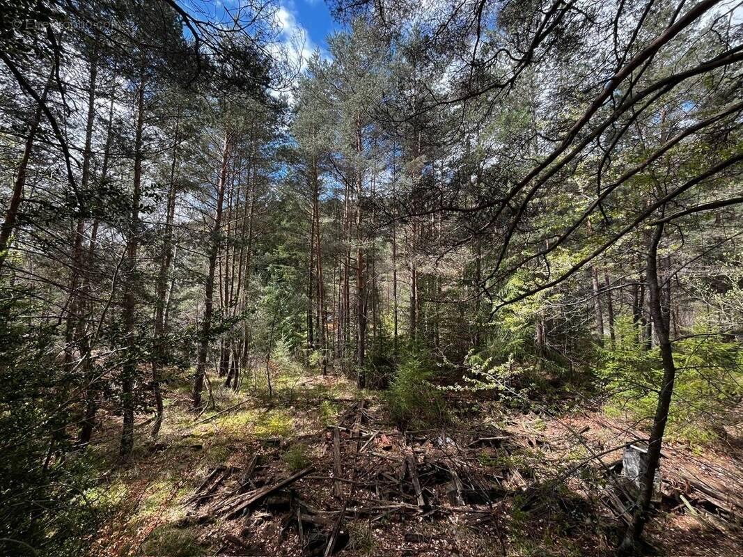 Terrain à SAINT-SAUVEUR-CAMPRIEU