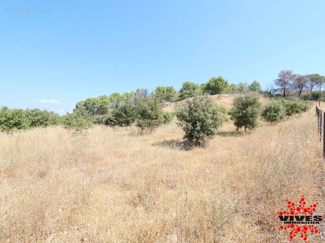 Exceptionnel : Truffière en production sur 2,2 hectares aux portes de Béziers - photo 16