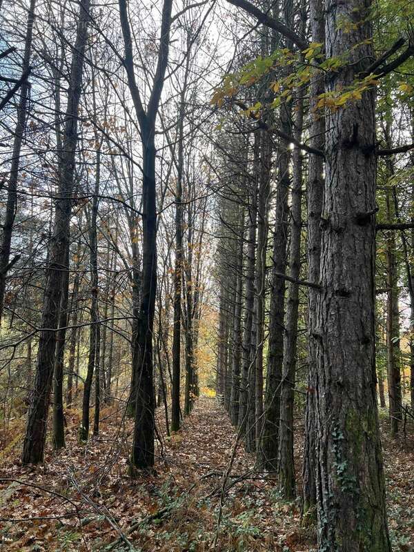 Terrain à CONFOLENS