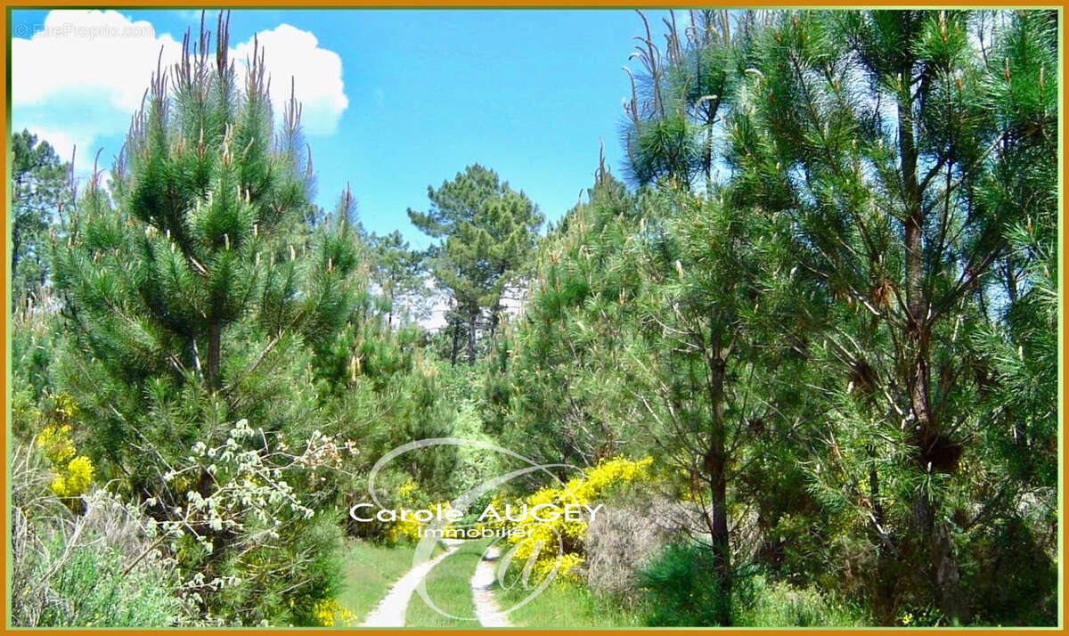 Maison à SAINT-LEGER-DE-BALSON