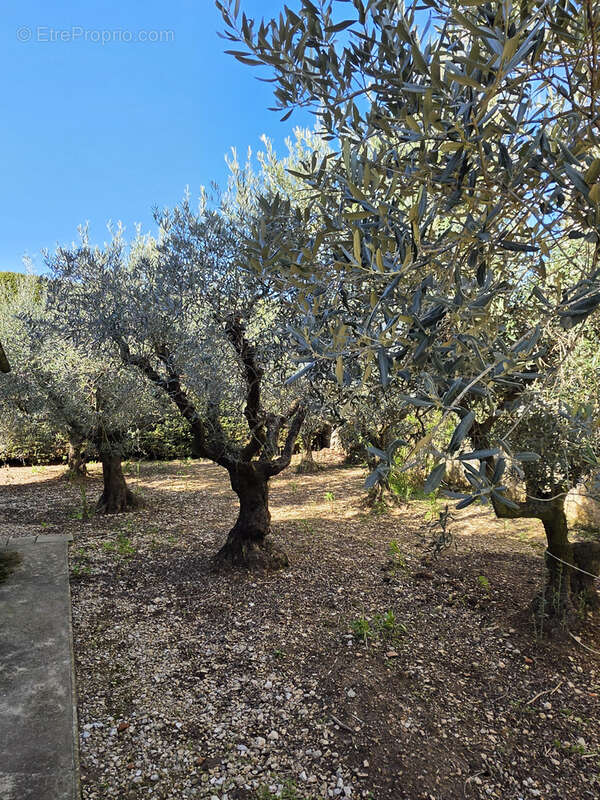 Maison à FONTVIEILLE