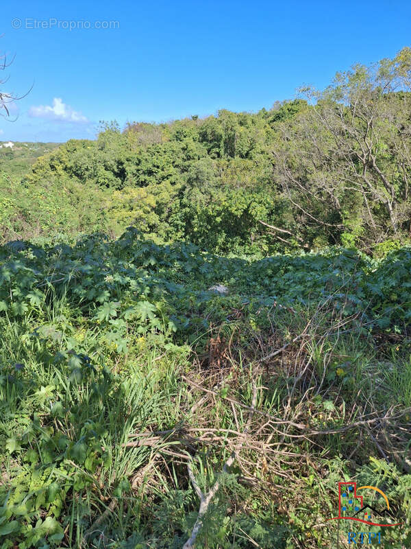 Terrain à SAINTE-ANNE