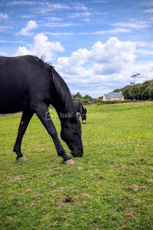 Maison à PONT-L'ABBE