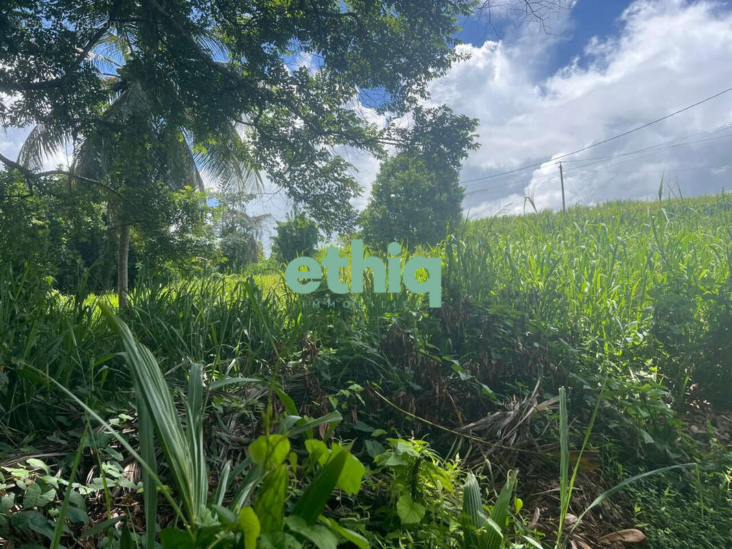 Terrain à SAINTE-ROSE