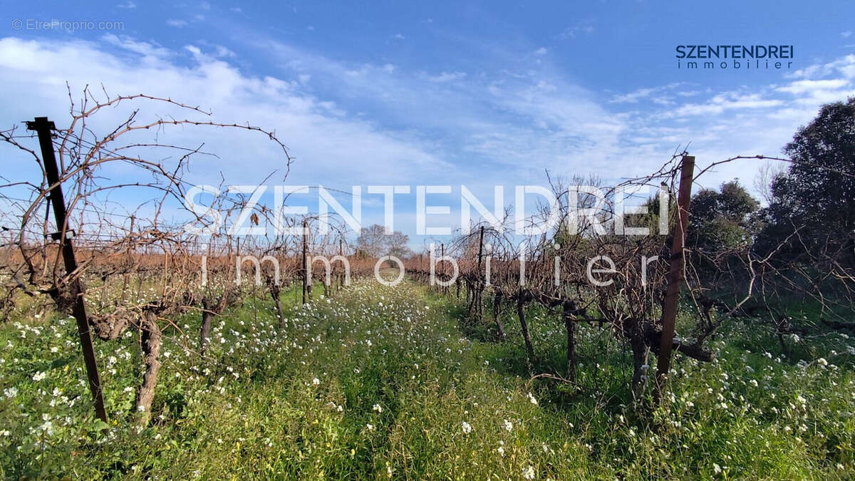 Szentendrei immobilier - Terrain agricole Marsillargues Lunel - Terrain à MARSILLARGUES