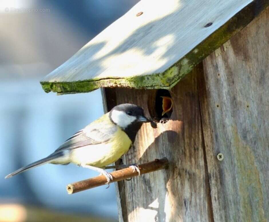 Maison à LA MEMBROLLE-SUR-CHOISILLE