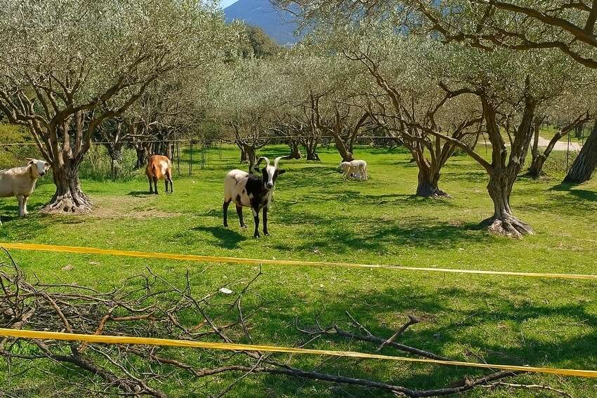 Maison à BEAUMONT-DU-VENTOUX