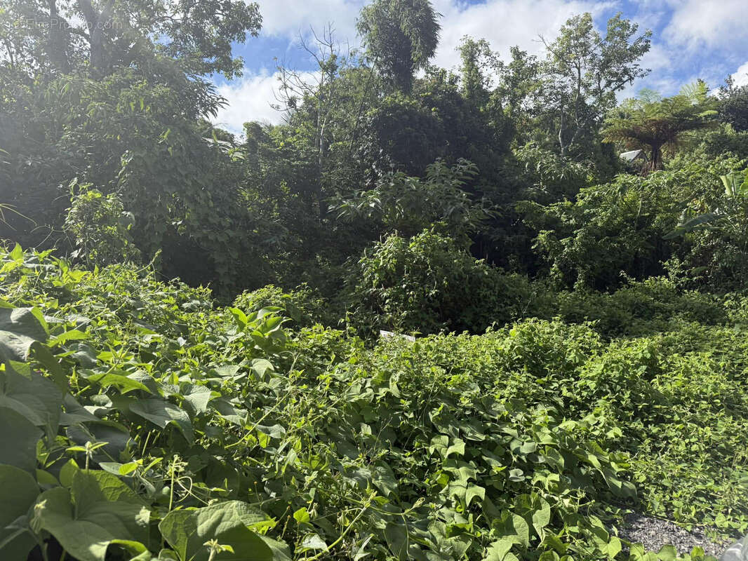 Terrain à LE TAMPON