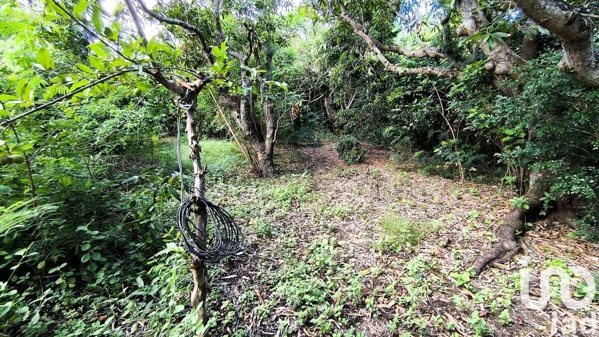 Photo 8 - Terrain à SAINT-LOUIS