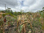 Terrain à LE TAMPON