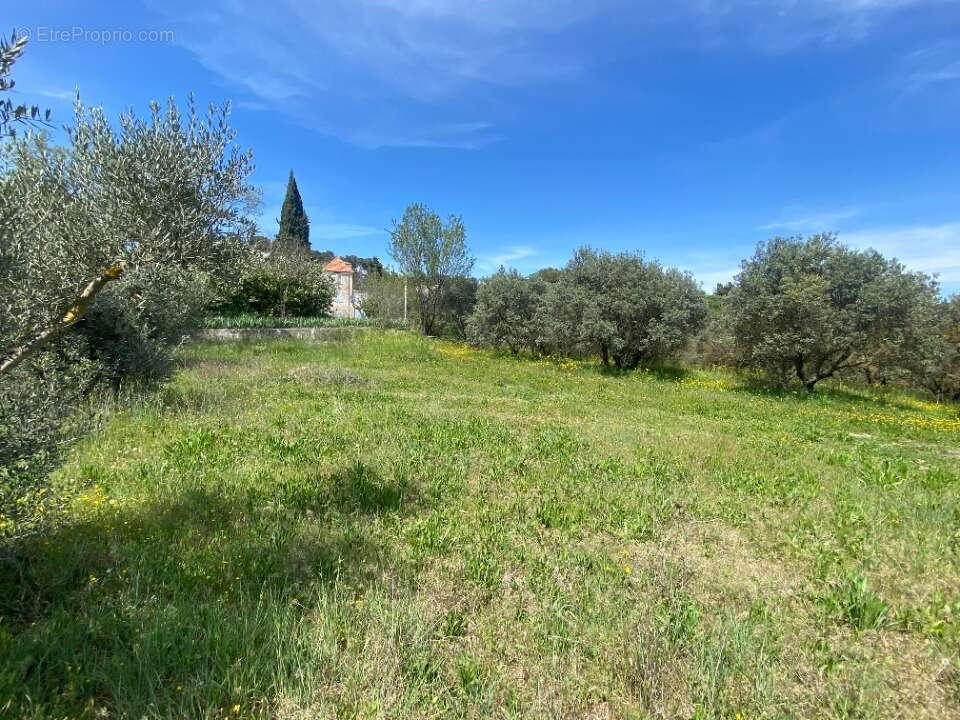 Terrain à SAINTE-TULLE