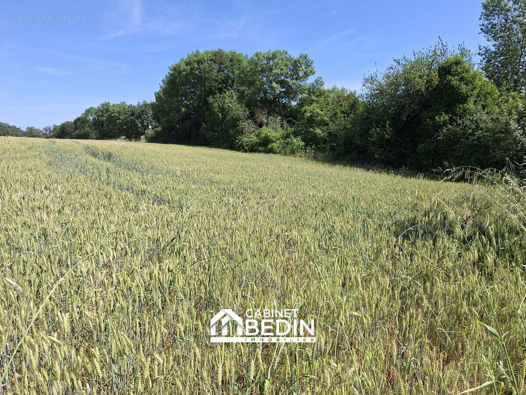 Terrain 1013 m² à Quint-Fonsegrives  - photo 2