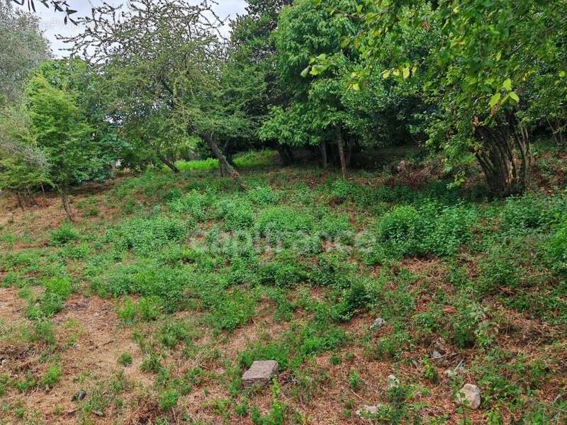 Terrains à vendre de 3160 m² FALICON (06) - photo 2