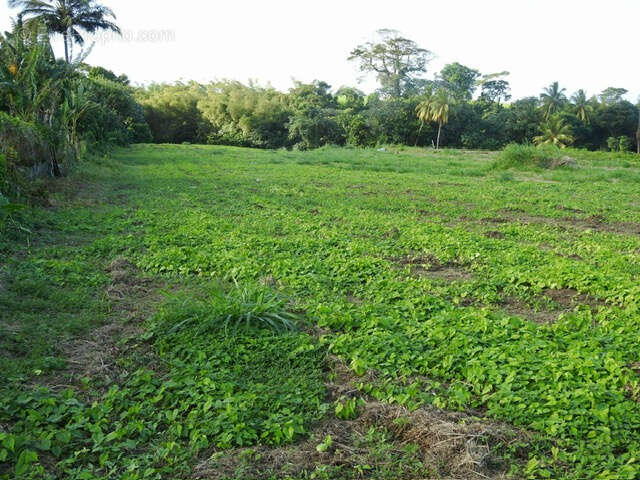 Terrain à BASSE-POINTE