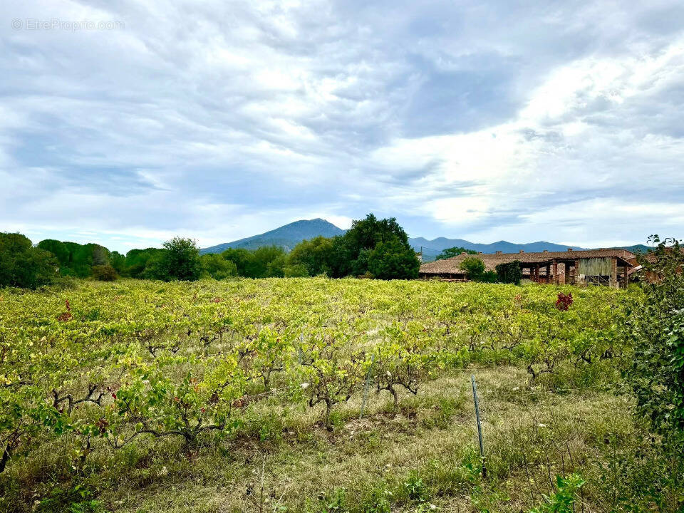 Terrain à SAINT-JEAN-PLA-DE-CORTS