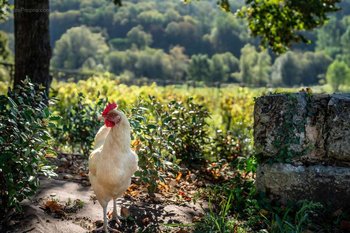 Maison à MONTAGNAC-LA-CREMPSE