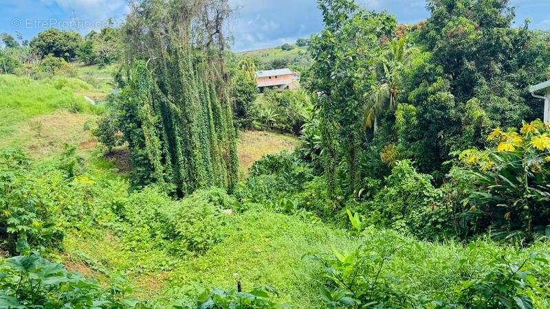 Terrain à SAINTE-MARIE