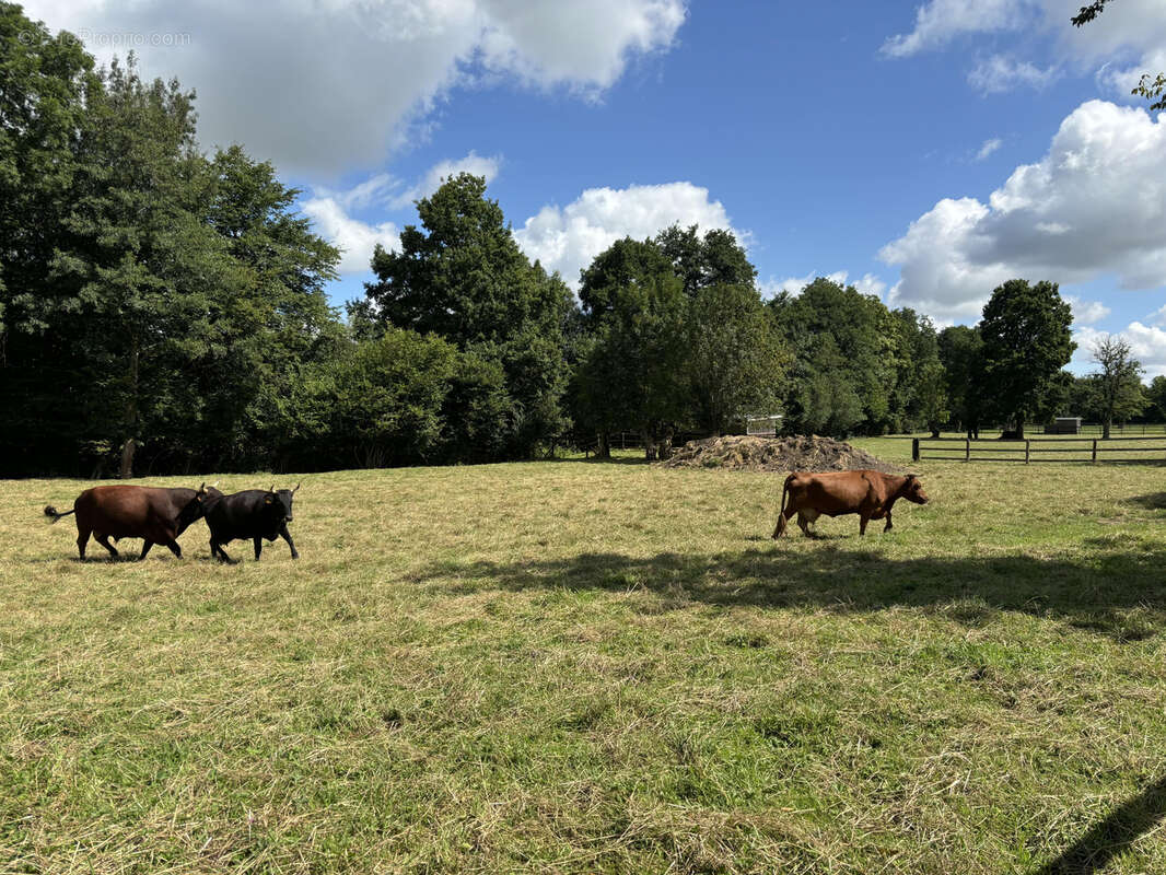 Maison à MOULINS-LA-MARCHE