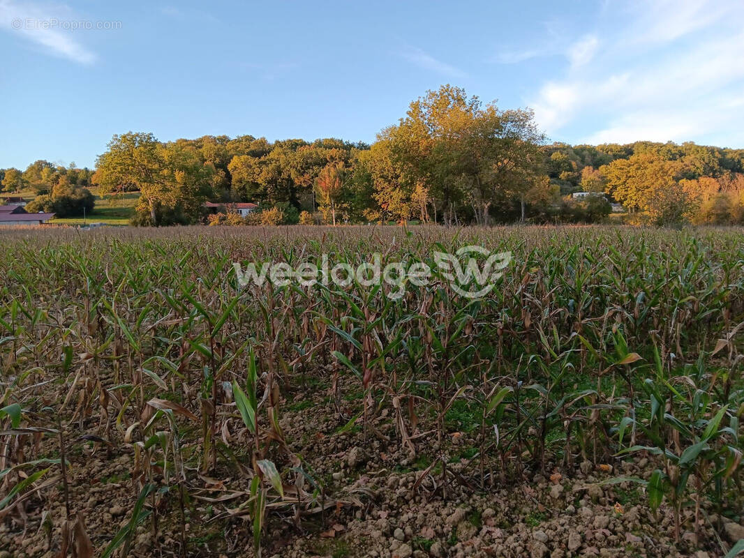 Terrain à LES TOURREILLES
