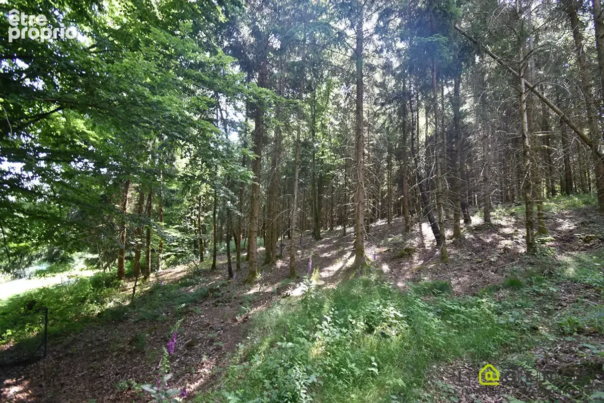 Parcelle forestière Anould 5420 m2 - photo 5