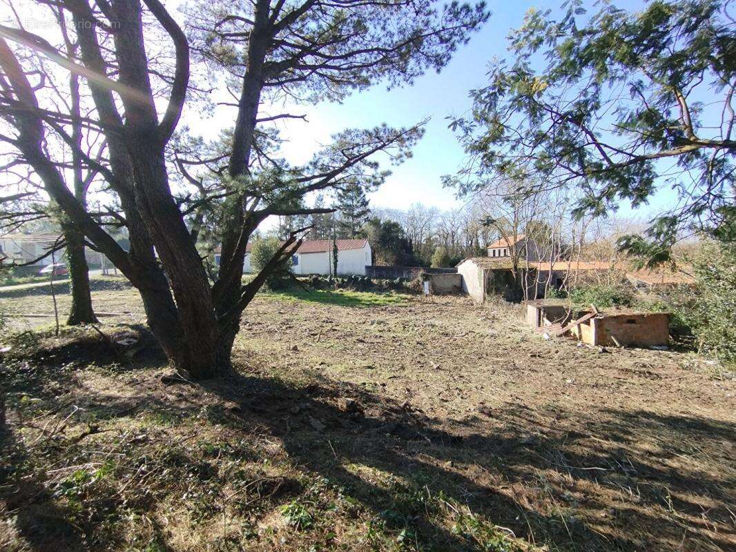 Terrain à CHAMPTOCEAUX