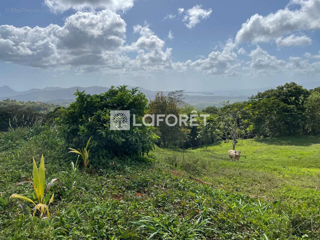Terrain à SAINTE-LUCE