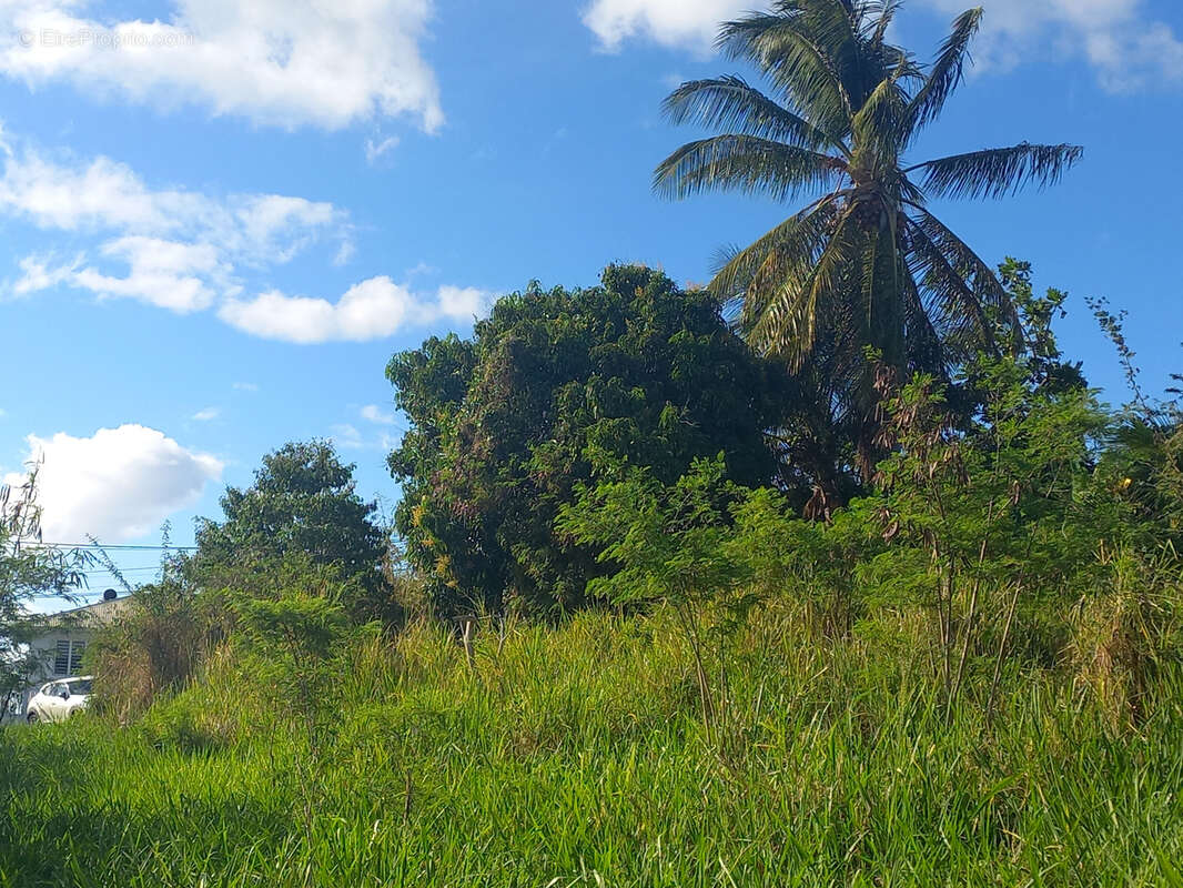 Terrain à VIEUX-HABITANTS
