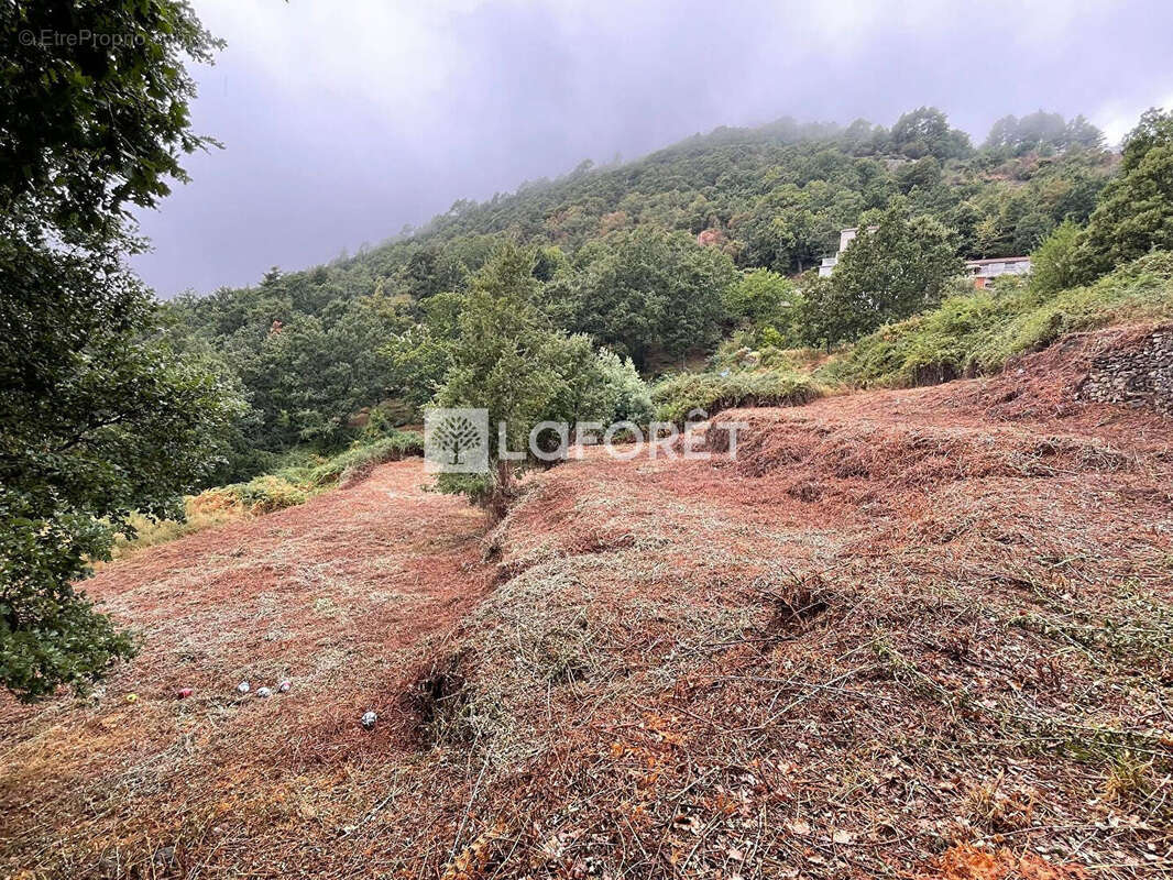 Terrain à SANTO-PIETRO-DI-VENACO