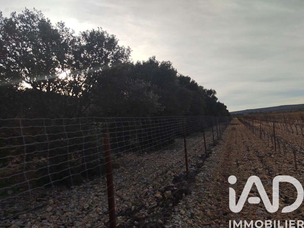 Photo 9 - Terrain à SAINTE-CECILE-LES-VIGNES