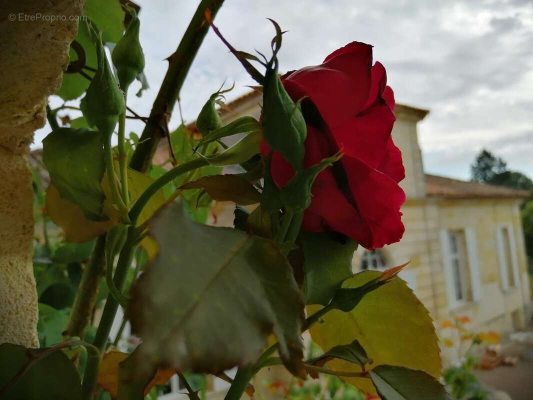 Propriété de caractère avec gîte et chambre d’hôtes – à 15 min de Bordeaux - photo 10