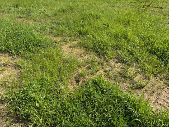 Terrain à TALMONT-SAINT-HILAIRE