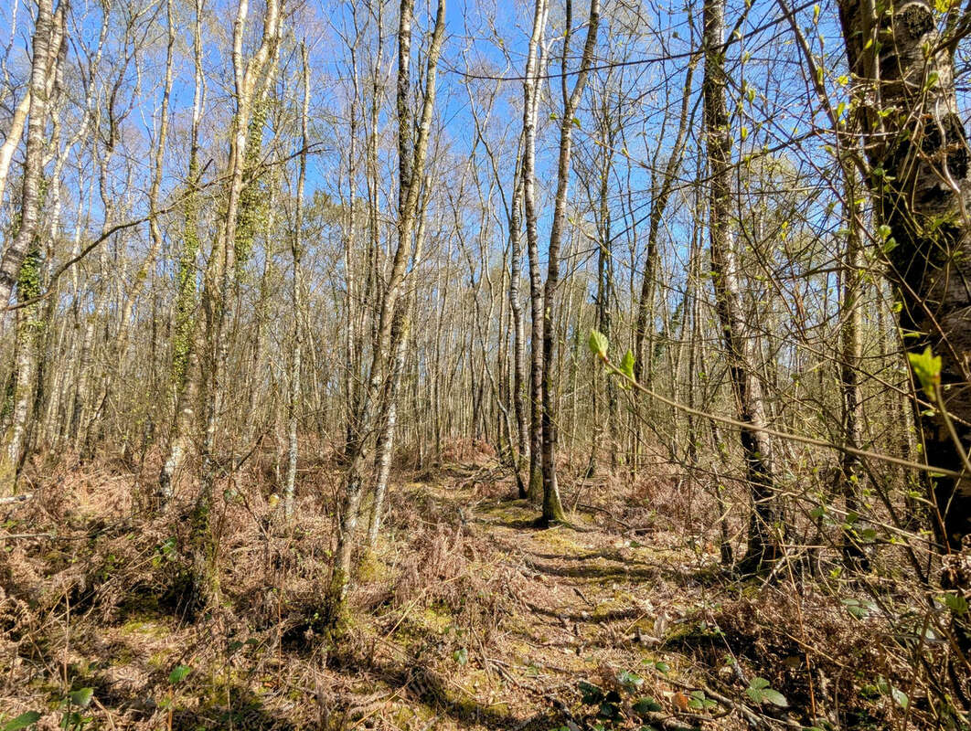 Terrain à CAMPENEAC