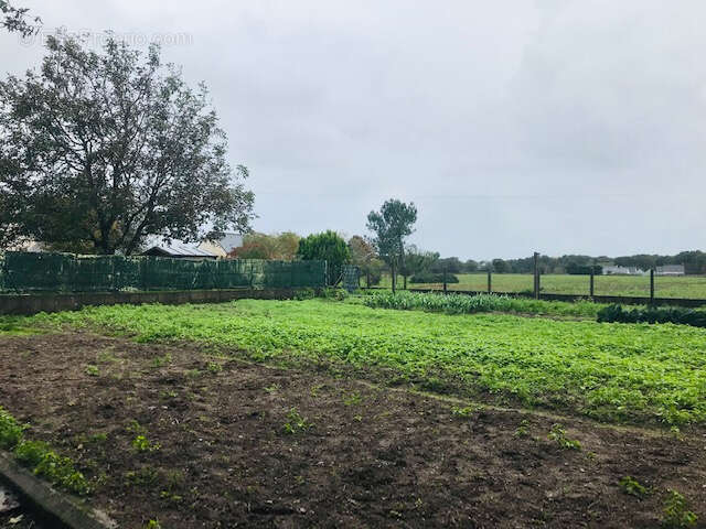 Terrain à LA CHAPELLE-DES-MARAIS