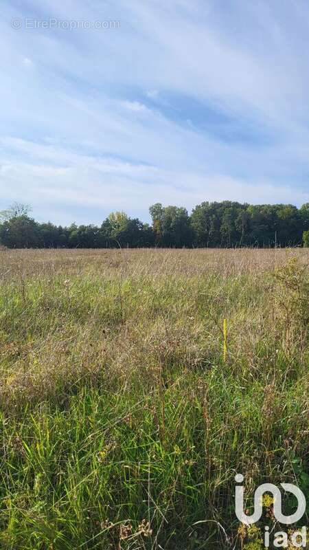 Photo 3 - Terrain à LA COUR-MARIGNY