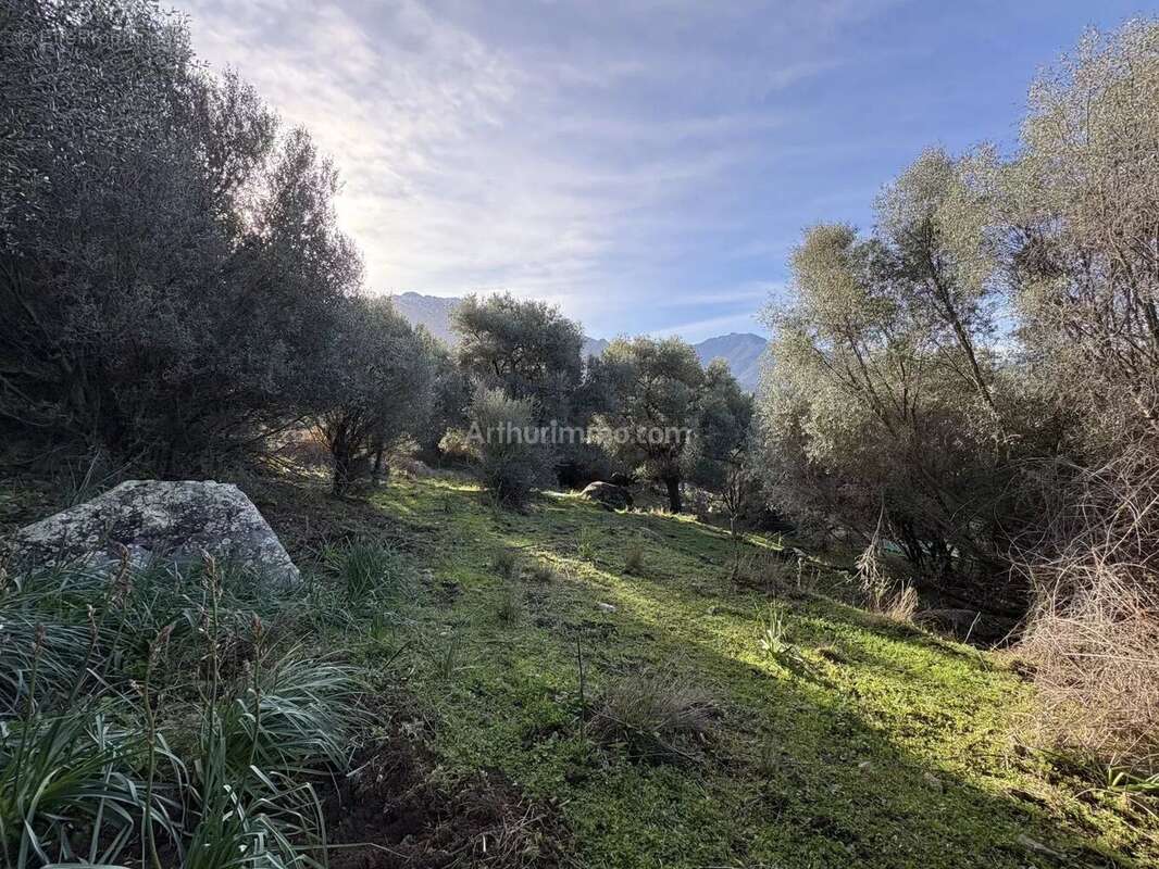 Terrain à MONTEGROSSO