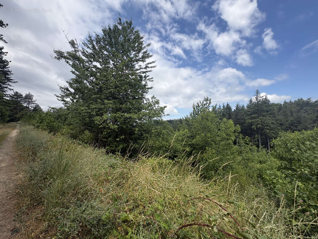 Haute Corbières - 20min de Limoux - Propriété d’Exception avec 98 ha de Forêt et Dépendances - photo 25