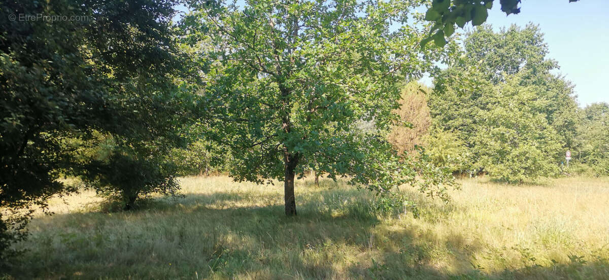 Terrain a batir negrepelisse - photo 6