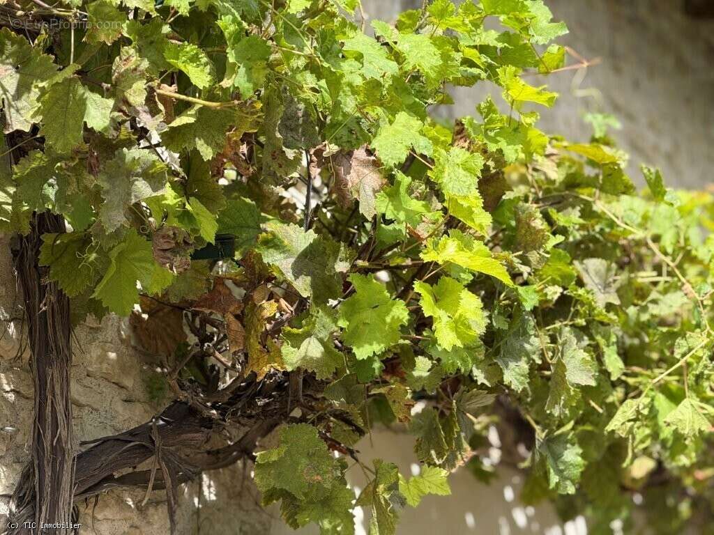 Maison à VERTEUIL-SUR-CHARENTE