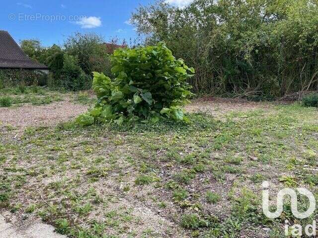Photo 2 - Terrain à THORIGNY-SUR-MARNE