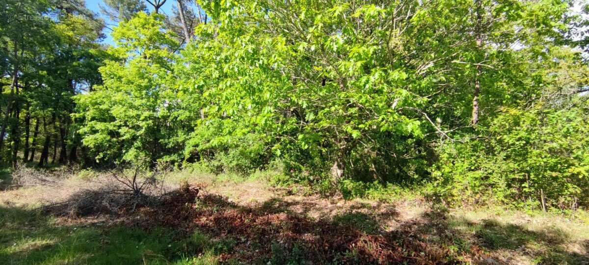 Terrain constructible boise 2980m2 - photo 2
