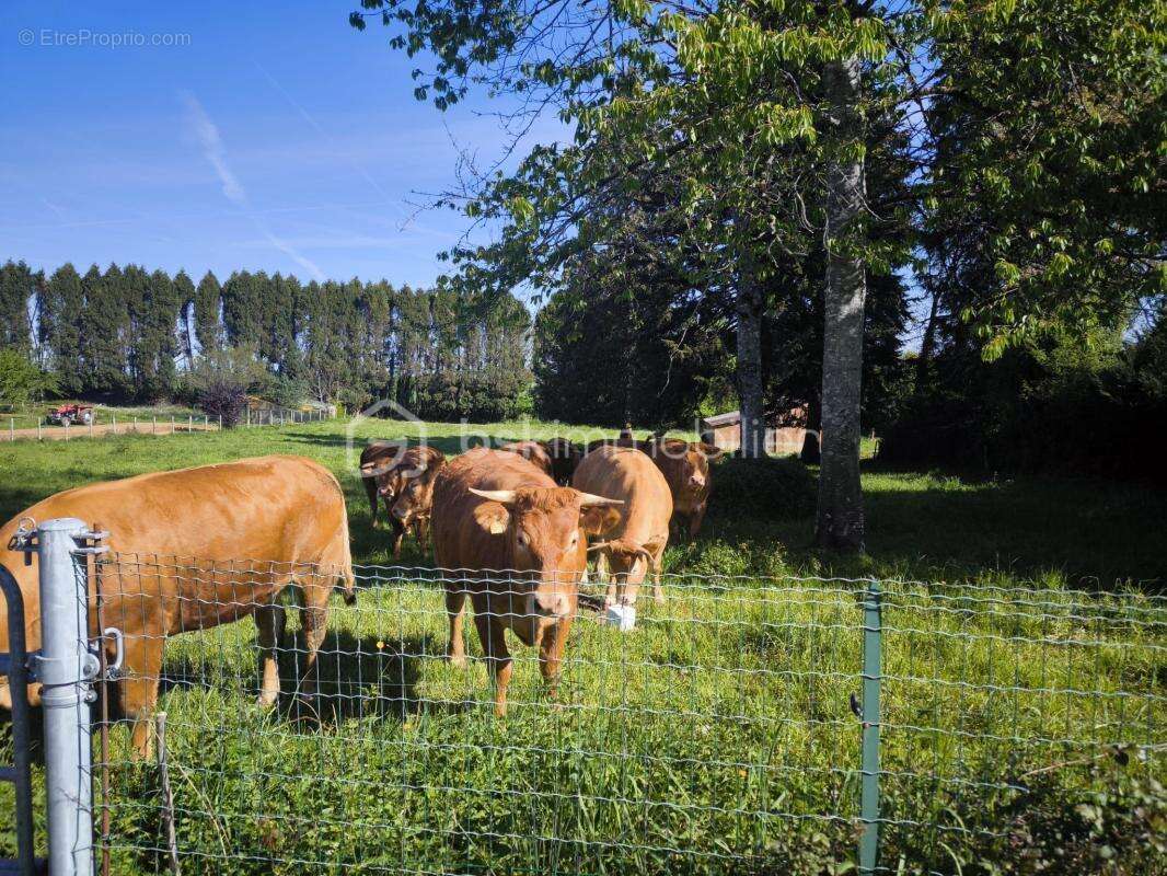 Ensemble foncier comprenant un terrain agricole avec bâtiment et étang sur la commune de La Porcherie - photo 2