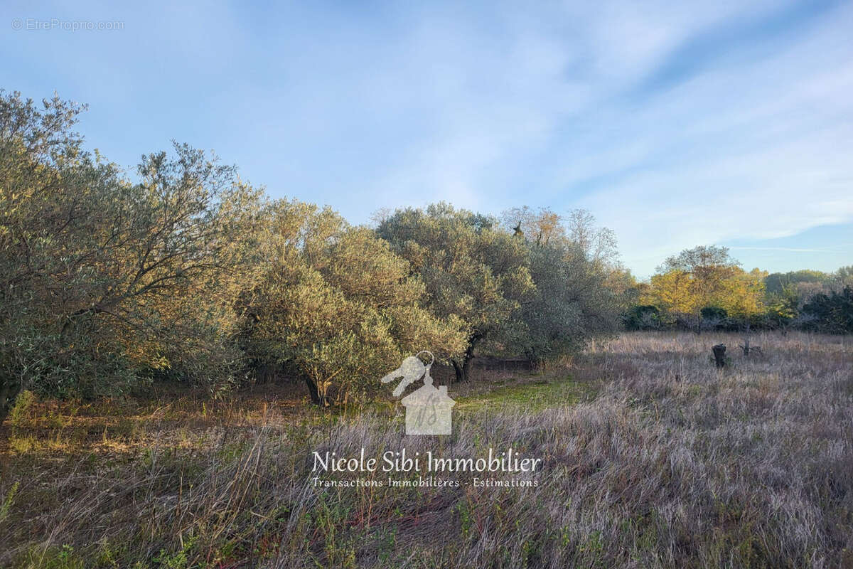 Terrain à CORNEILLA-LA-RIVIERE
