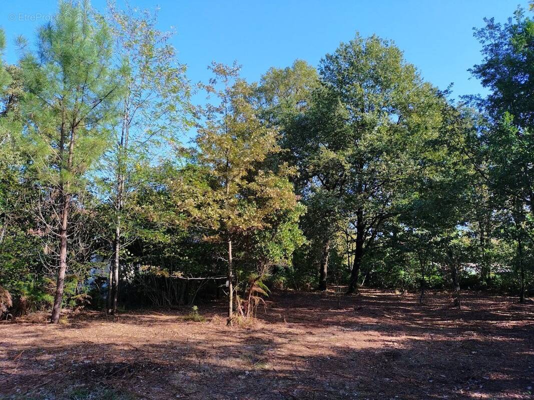 Terrain à LA BREDE