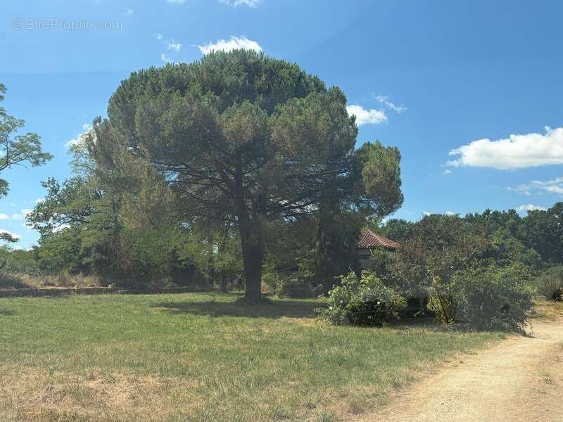 MARCIAC(32): ancienne SEIGNEURIE avec BEAU CHATEAU XIV sur 3,5ha, cachée, au bout du chemin, sans voisin, en campagne, 500m2 hab - photo 66